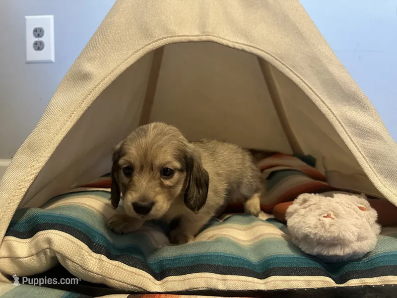 Barbie – Miniature Dachshund puppy for sale in Winston-Salem, NC