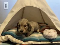 Barbie, a female Miniature Dachshund for sale in Winston-Salem, NC – 1 of 10
