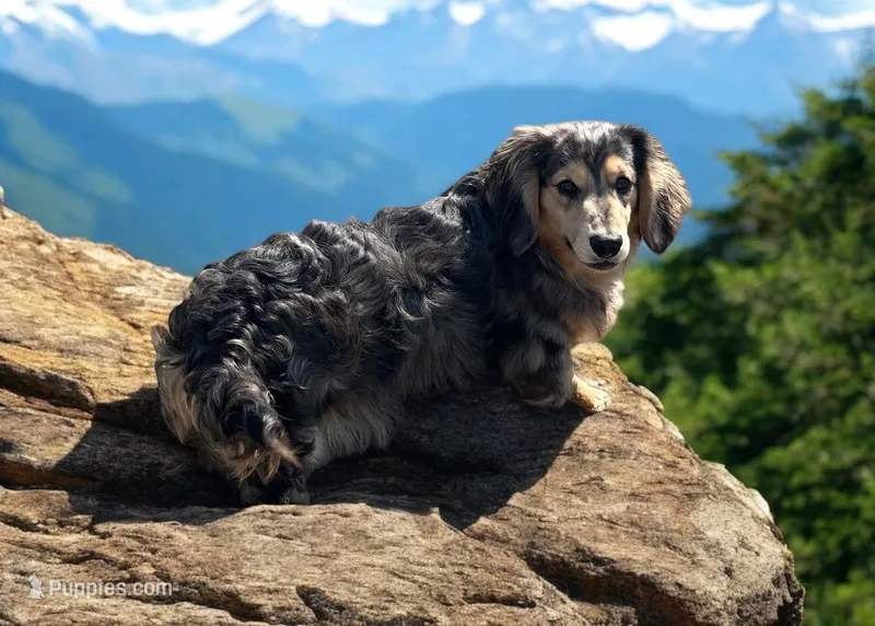 Desi – Dachshund puppy for sale in Winston-Salem, NC
