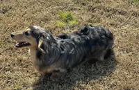 Desi, a male Dachshund for sale in Winston-Salem, NC – 5 of 5