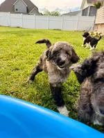Sleepy, a female Goldendoodle for sale in Ooltewah, TN – 3 of 10