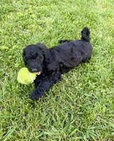Grumpy, a male Goldendoodle for sale in Ooltewah, TN – 1 of 9