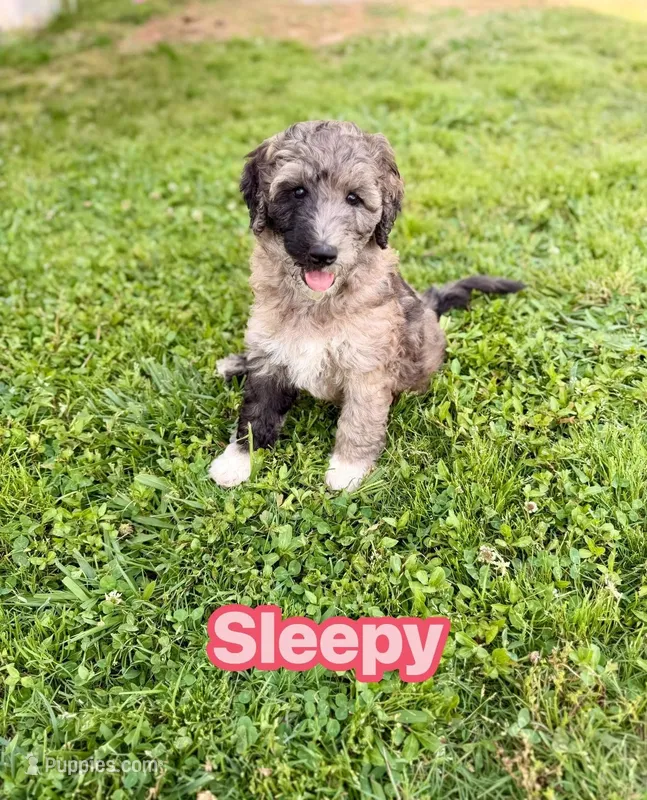 Sleepy – Goldendoodle puppy for sale in Ooltewah, TN