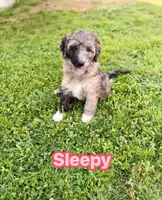 Sleepy, a female Goldendoodle for sale in Ooltewah, TN – 1 of 10