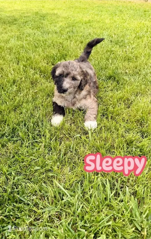 Sleepy – Goldendoodle puppy for sale in Ooltewah, TN