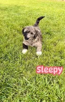 Sleepy, a female Goldendoodle for sale in Ooltewah, TN – Photo 1 of 8