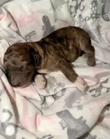 Sleepy, a female Goldendoodle for sale in Ooltewah, TN – Photo 2 of 6