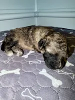 Sleepy, a female Goldendoodle for sale in Ooltewah, TN – Photo 4 of 6