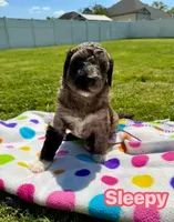 Sleepy, a female Goldendoodle for sale in Ooltewah, TN – Photo 1 of 6