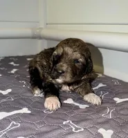 Sleepy, a female Goldendoodle for sale in Ooltewah, TN – Photo 3 of 6