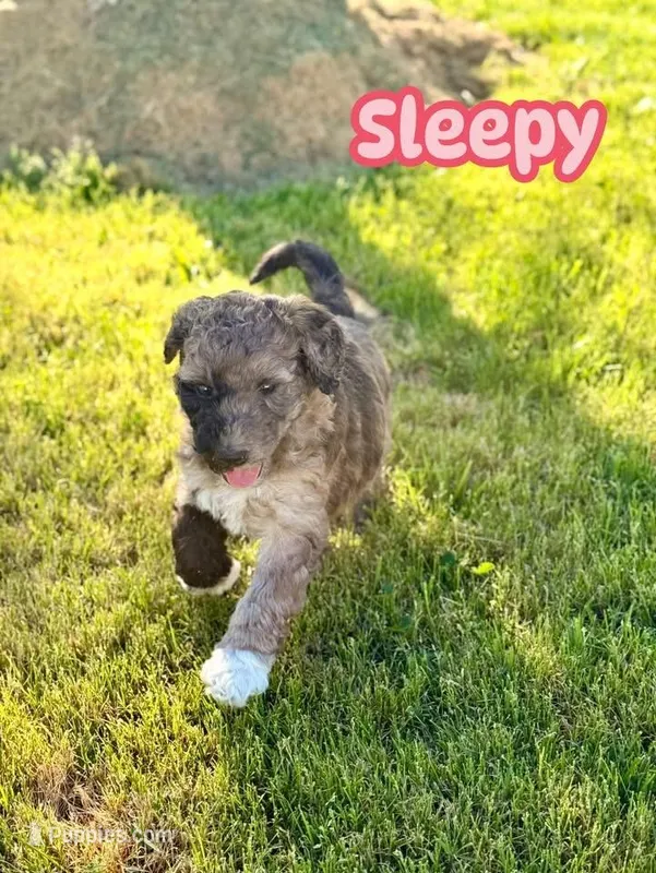 Sleepy – Goldendoodle puppy for sale in Ooltewah, TN