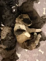 Sleepy, a female Goldendoodle for sale in Ooltewah, TN – Photo 5 of 6