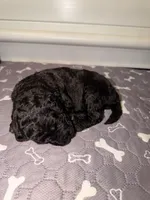 Dopey, a female Goldendoodle for sale in Ooltewah, TN – Photo 5 of 7