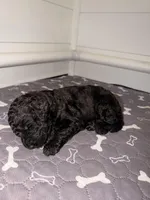 Dopey, a female Goldendoodle for sale in Ooltewah, TN – Photo 4 of 7