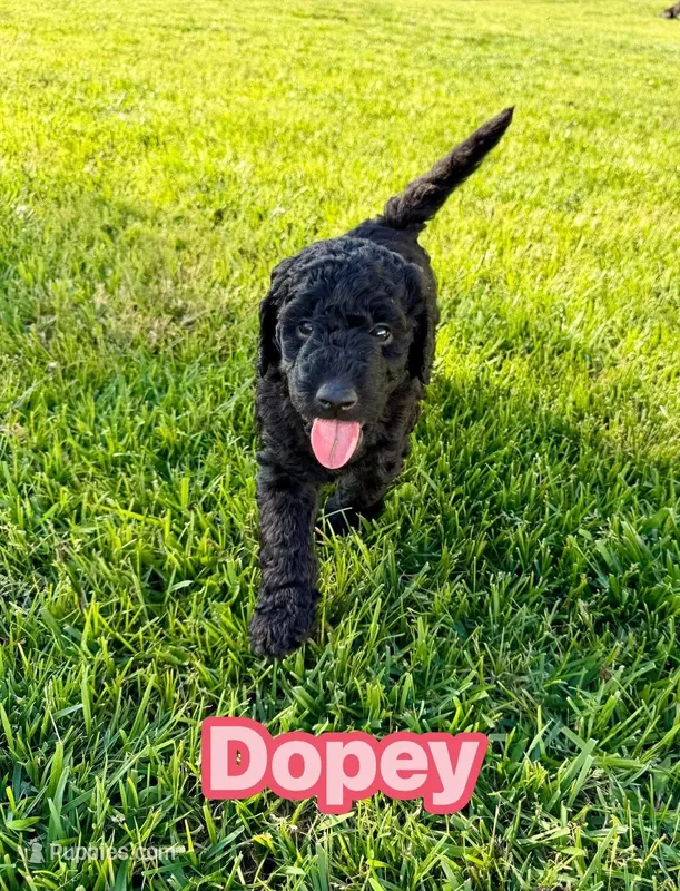 Dopey – Goldendoodle puppy for sale in Ooltewah, TN