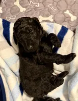 Dopey, a female Goldendoodle for sale in Ooltewah, TN – Photo 7 of 7