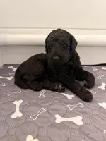 Dopey, a female Goldendoodle for sale in Ooltewah, TN – Photo 6 of 7