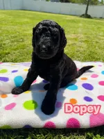 Dopey, a female Goldendoodle for sale in Ooltewah, TN – Photo 1 of 7