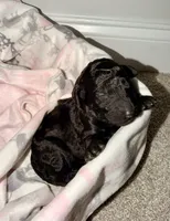 Dopey, a female Goldendoodle for sale in Ooltewah, TN – Photo 2 of 7