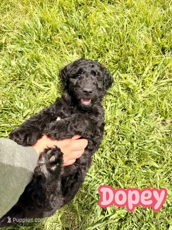 Dopey – Goldendoodle puppy for sale in Ooltewah, TN