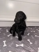 Dopey, a female Goldendoodle for sale in Ooltewah, TN – Photo 3 of 7