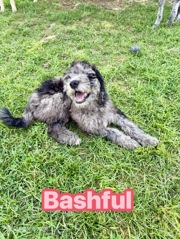 Bashful – Goldendoodle puppy for sale in Ooltewah, TN