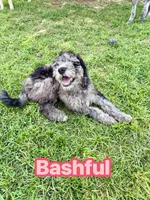 Bashful, a female Goldendoodle for sale in Ooltewah, TN – 1 of 10