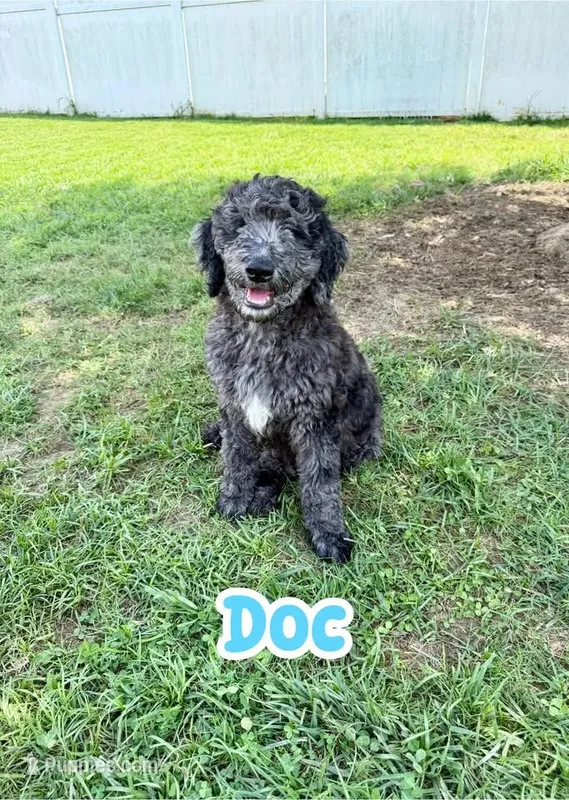 Doc – Goldendoodle puppy for sale in Ooltewah, TN