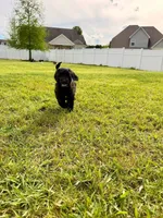 Grumpy, a male Goldendoodle for sale in Ooltewah, TN – 2 of 9