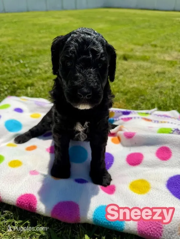 Sneezy – Goldendoodle puppy for sale in Ooltewah, TN