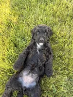 Sneezy, a female Goldendoodle for sale in Ooltewah, TN – Photo 5 of 7