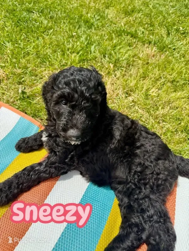 Sneezy – Goldendoodle puppy for sale in Ooltewah, TN