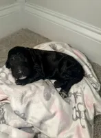 Sneezy, a female Goldendoodle for sale in Ooltewah, TN – Photo 2 of 4