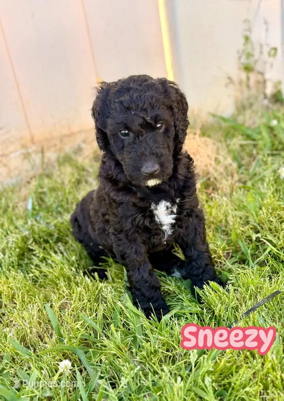 Sneezy – Goldendoodle puppy for sale in Ooltewah, TN