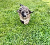 Sleepy, a female Goldendoodle for sale in Ooltewah, TN – 2 of 10
