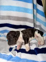 Happy, a male Goldendoodle for sale in Ooltewah, TN – Photo 2 of 5