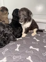 Happy, a male Goldendoodle for sale in Ooltewah, TN – Photo 3 of 5