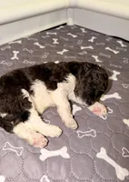 Happy, a male Goldendoodle for sale in Ooltewah, TN – Photo 4 of 5