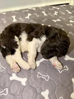 Happy, a male Goldendoodle for sale in Ooltewah, TN – Photo 5 of 5