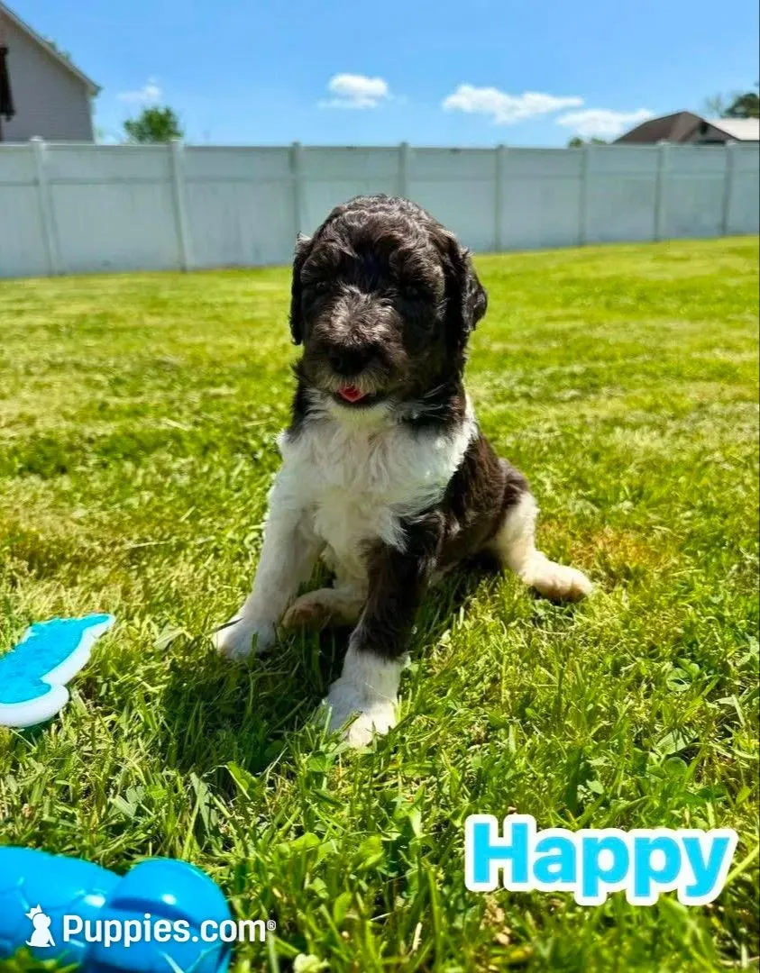Happy, a male Goldendoodle for sale in Ooltewah, TN – 2 of 6