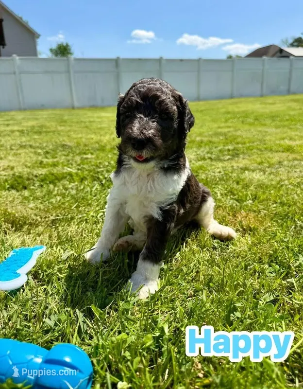 Happy – Goldendoodle puppy for sale in Ooltewah, TN