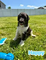 Happy, a male Goldendoodle for sale in Ooltewah, TN – Photo 1 of 5