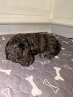 Doc, a male Goldendoodle for sale in Ooltewah, TN – Photo 5 of 6