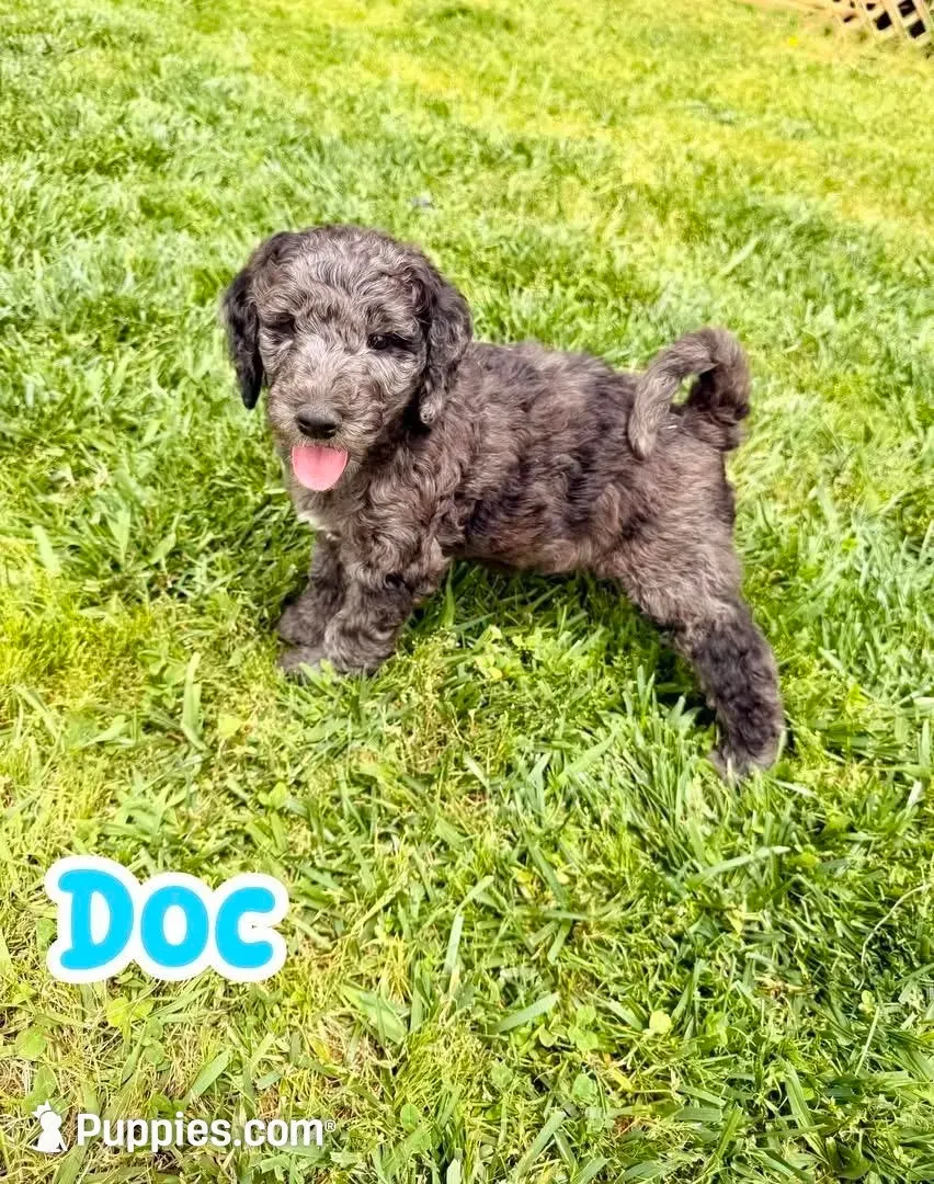 Doc, a male Goldendoodle for sale in Ooltewah, TN – 2 of 9