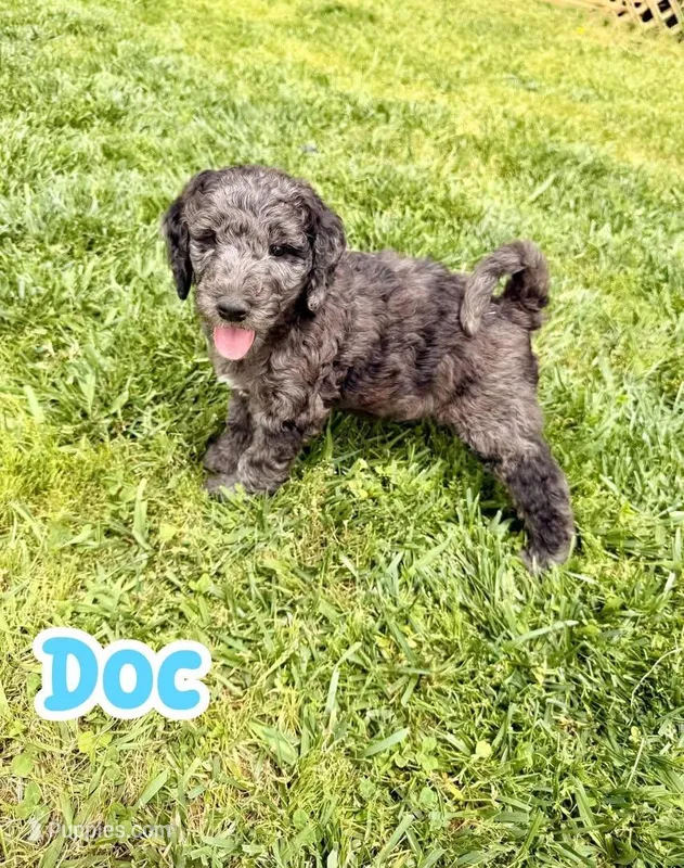 Doc – Goldendoodle puppy for sale in Ooltewah, TN