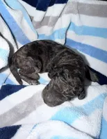 Doc, a male Goldendoodle for sale in Ooltewah, TN – Photo 2 of 6