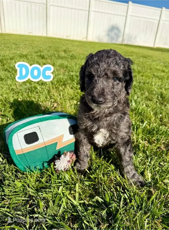 Doc – Goldendoodle puppy for sale in Ooltewah, TN