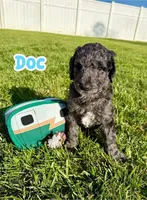 Doc, a male Goldendoodle for sale in Ooltewah, TN – Photo 2 of 8