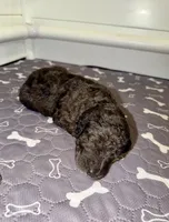 Doc, a male Goldendoodle for sale in Ooltewah, TN – Photo 3 of 6