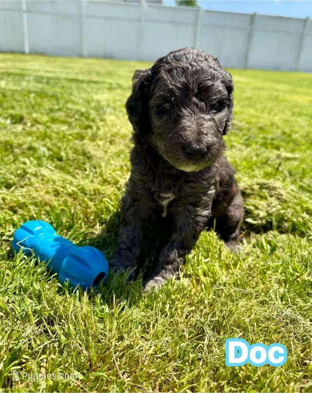 Doc – Goldendoodle puppy for sale in Ooltewah, TN